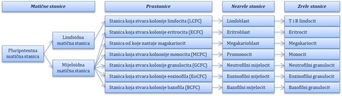 HeMED 6 Bolesti Krvi I Krvotvornih Organa HeMED 6 Bolesti Krvi I Krvotvornih Organa